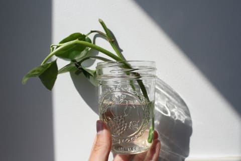 pothos plant in water pothos plant in water