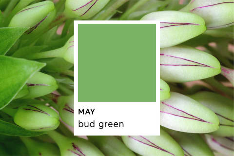 Pantone Bud Green