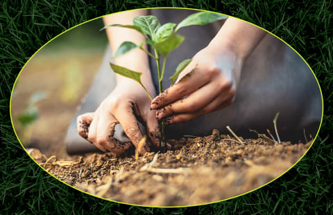 person with hands in dirt planting flower 