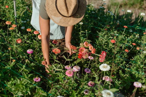 A Beginner's Guide To Growing A Vibrant Garden: 8 Plants To Start With