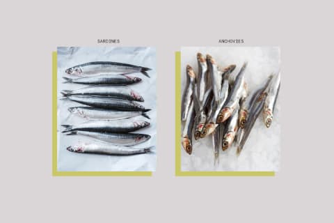 anchovy fish next to sardine fish
