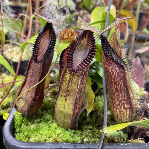 Nepethes hamata in greenhouse