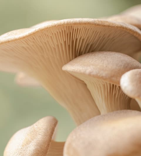 King Trumpet Mushroom