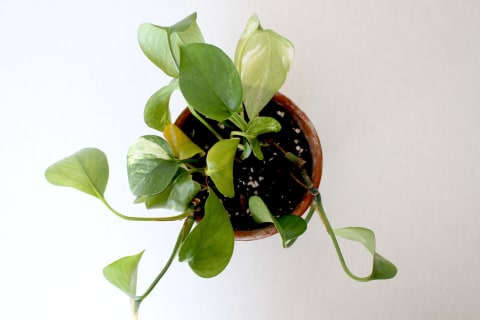 pothos plant from above pothos plant from above