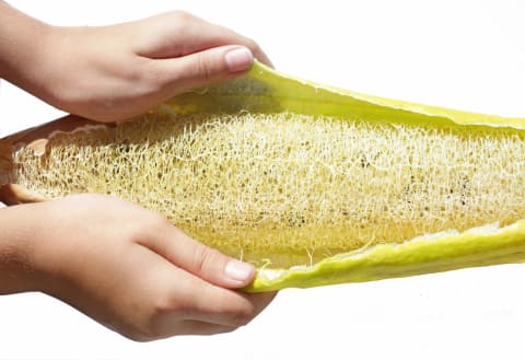 hands opening ripe luffa plant