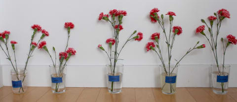 five flower vases in a row