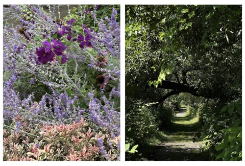 photograph of flower next to photograph of forest trail