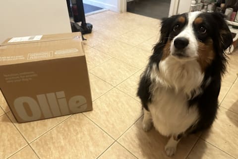 Ollie box on kitchen floor next to dog sitting