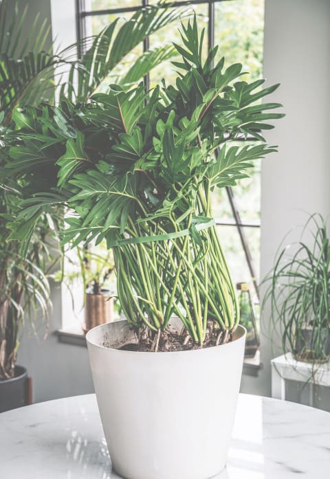 a houseplant that has its foliage tied together with a strip of velcro