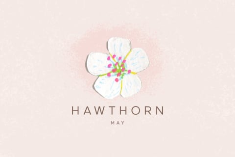 hawthorn flower illustration
