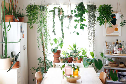 a collection of houseplants hanging in front of a bright dining room window.