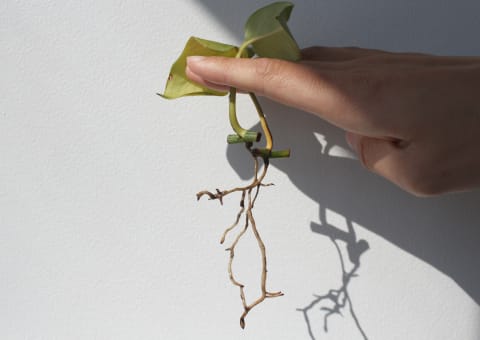 pothos roots growing pothos roots growing