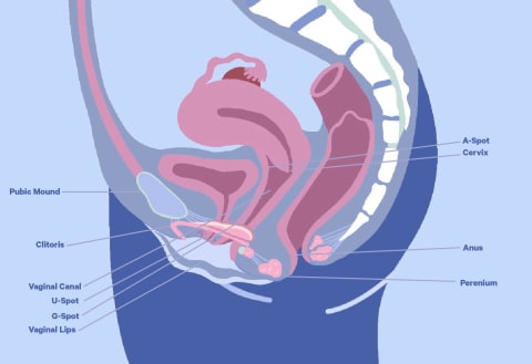 Anatomical illustration showing the female reproductive system labeling the A-spot