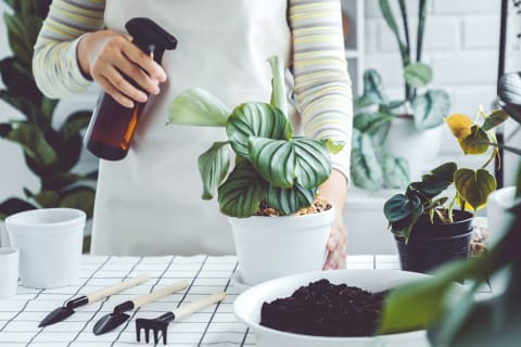 woman spraying plant leaves from top