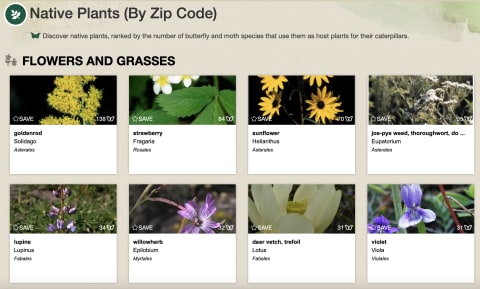 Screengrab of Native Plant Finder's results for a New York area code