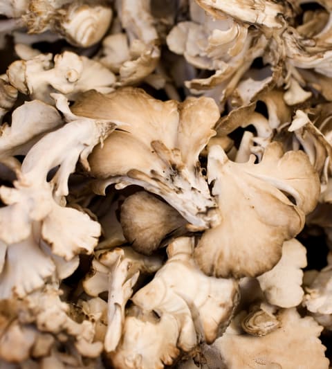 Maitake Mushroom