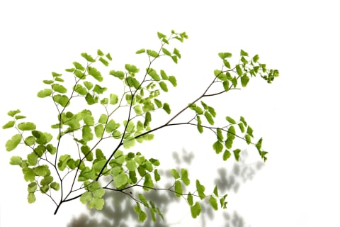delicate maidenhair fern leaf in front of white background