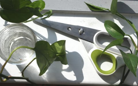 scissors, water glass, plant