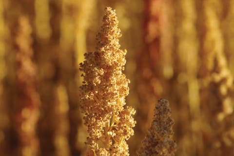 Quinoa Oil Is Changing How We re Thinking About Body Care   Beauty  Here s Why - 13