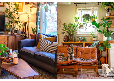 living room with a walnut table and plants, brown leather chairs and three dogs sitting.