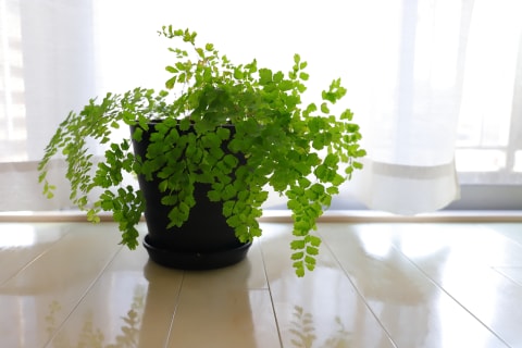 maidenhair fern on table in front of window