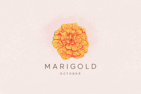 marigold flower illustration