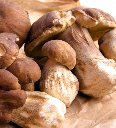 Porcini mushroom