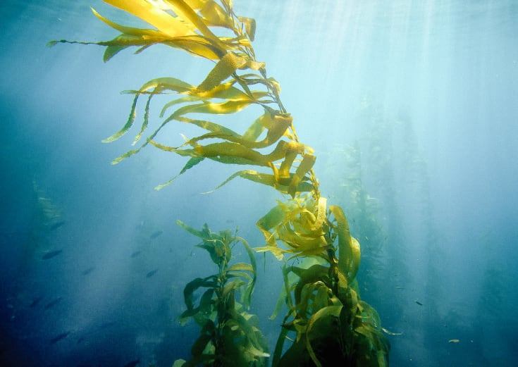 7 Health Benefits Of Chlorella A NutrientRich Sea Vegetable