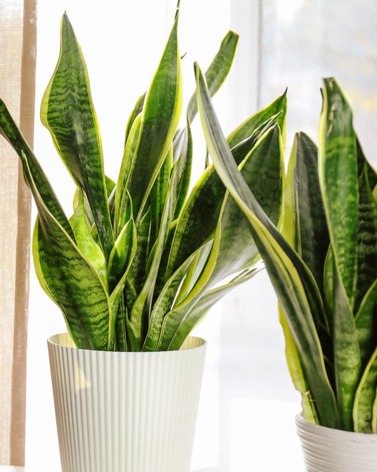 Snake Plant Care Tips Watering Schedule, Lighting Needs
