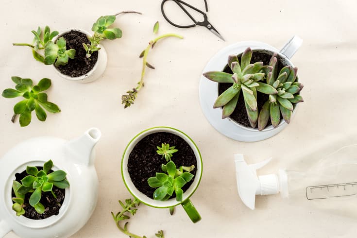 How & When To Water Succulents: The Top Do's & Don'ts