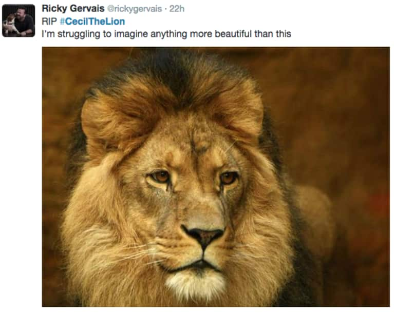 Internet Speaks Out For Cecil, The Lion Killed By An American Hunter ...