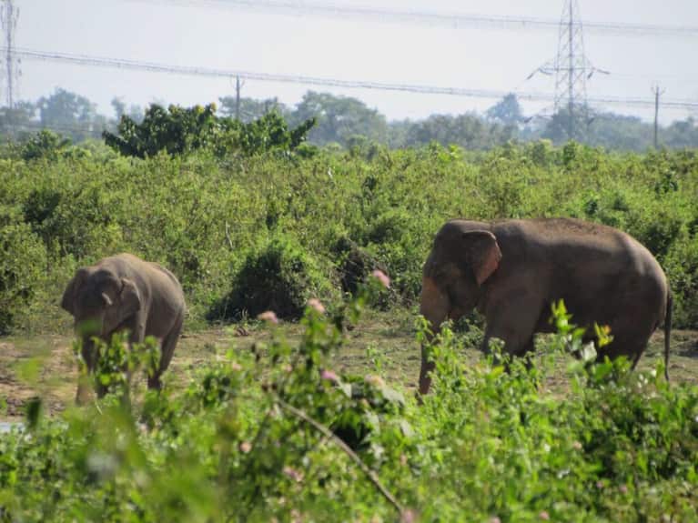 A Wwf Conservationist Explains Why 2016 Could Be A Big Year For Elephants Mindbodygreen