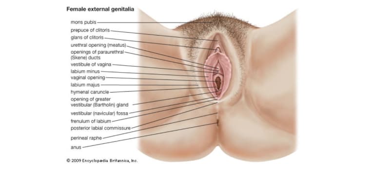 Perfect Pussy Shape - This Is What The Perfect Vagina Really Looks Like