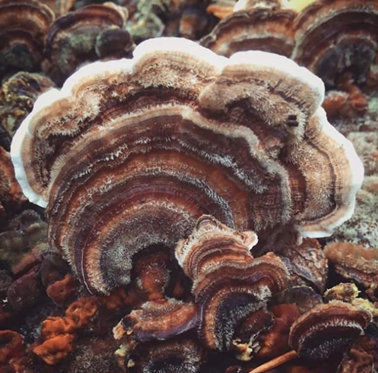 tail foraging mindbodygreen trametes versicolor forage