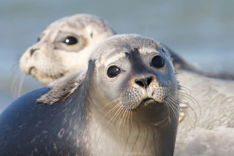 10 Animals Threatened By Climate Change - Mindbodygreen