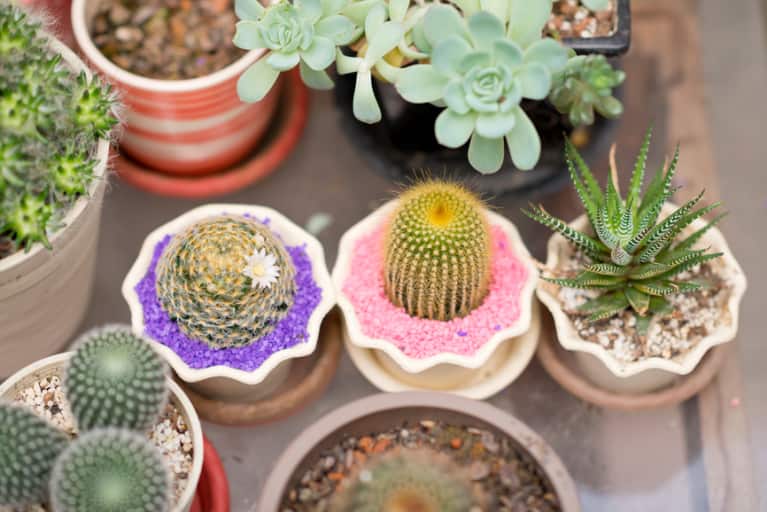 5 Spring Succulents How To Take Care Of Them Mindbodygreen 9107