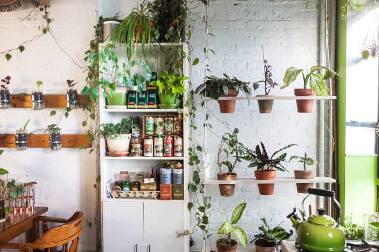 This One-Bedroom Apartment Has 600+ Houseplants. Let's Take A Tour