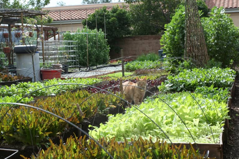 Meet The Family Growing 6,000 Pounds Of Food A Year In Their L.A. Backyard