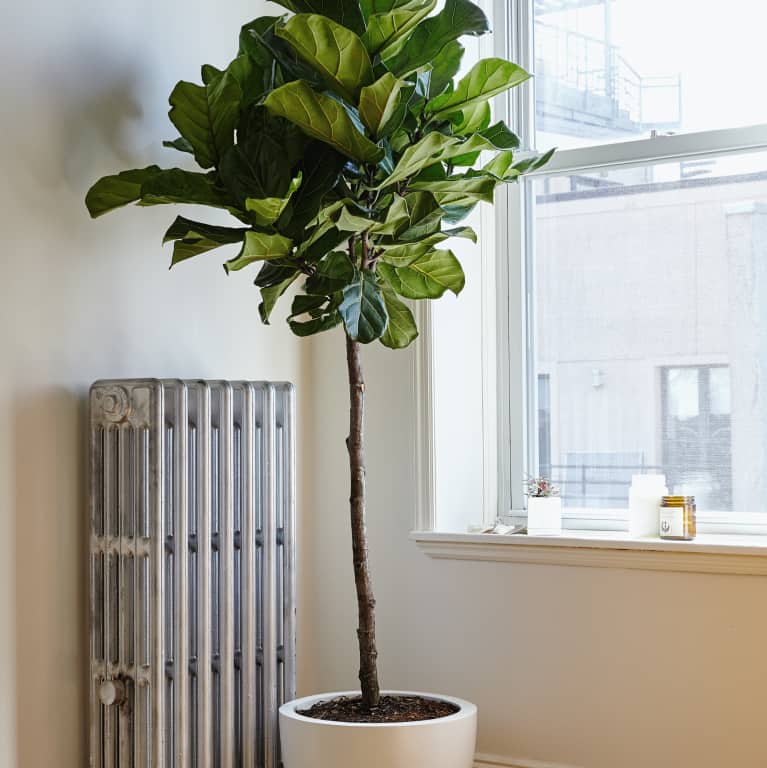 Low-Maintenance Houseplants That Can Thrive Anywhere (Even Your Tiny Apartment)