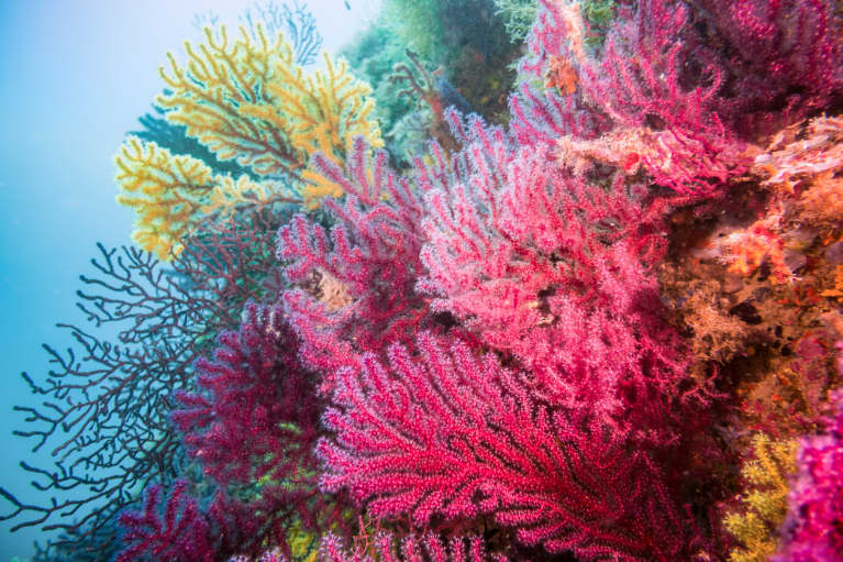 The Incredible Ways Scientists Are Rebuilding Our Coral Reefs