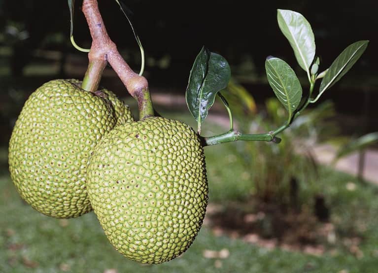 Jackfruit: What It Is + Why You're Going To Want To Eat It All Summer