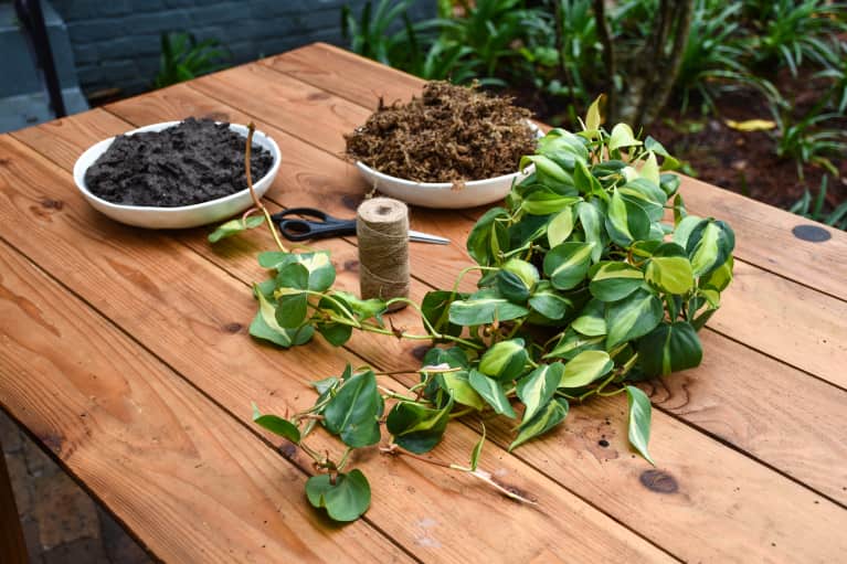 leaves and soil out on wooden table