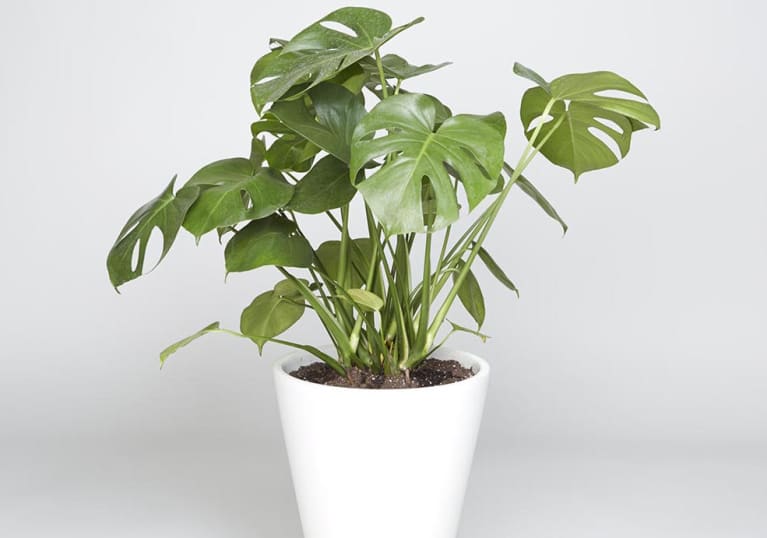 The Perfect Houseplant For Your Zodiac Sign