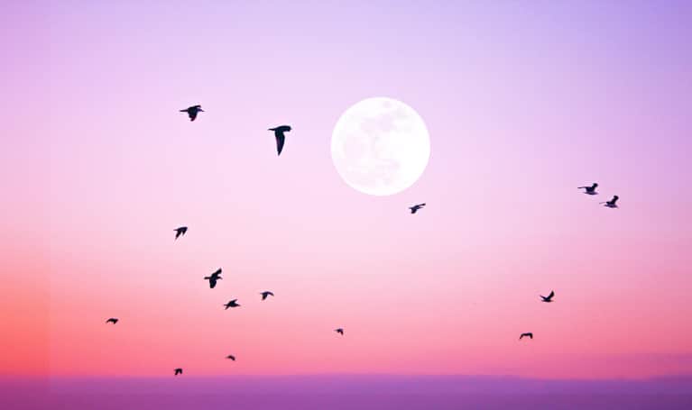 pink full moon with birds flying in front pink full moon with birds flying in front