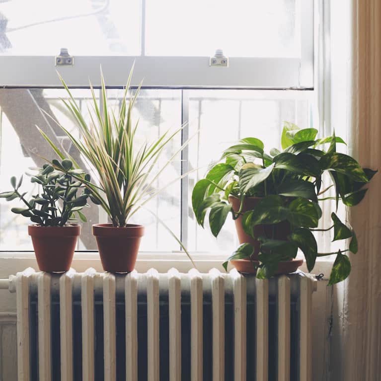 8 No-Fuss Houseplants To Add Some Zen To Your Space