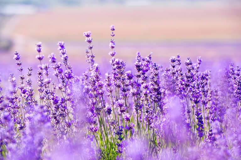 How To Use Aromatherapy To Bliss Out Your Home
