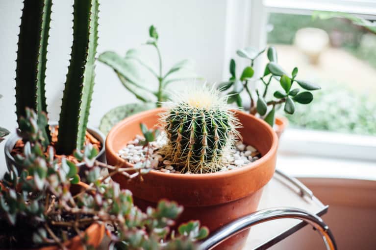 How To Diagnose & Save Your Sick Houseplant, Stat