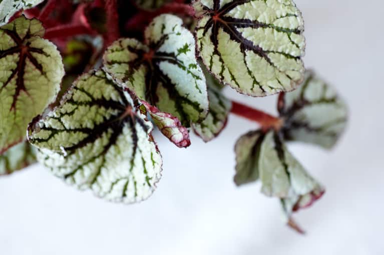 Low-Maintenance Houseplants That Can Thrive Anywhere (Even Your Tiny Apartment)