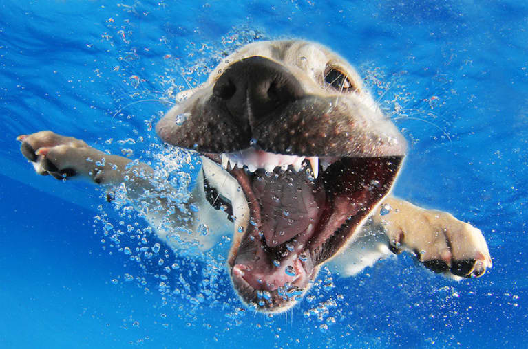 Cute Photos Of Puppies Swimming Underwater (Why Not?!)