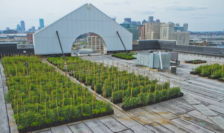 These 9 Urban Farms Will Change The Way You Look At Food